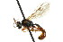  (Exyston humeralis - CNCHYM 04550)  @11 [ ] CreativeCommons - Attribution (2011) CNC/CBG Photography Group Centre for Biodiversity Genomics