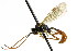  ( - CNCHYM 04551)  @11 [ ] CreativeCommons - Attribution (2011) CNC/CBG Photography Group Centre for Biodiversity Genomics