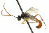  ( - CNCHYM 04553)  @11 [ ] CreativeCommons - Attribution (2011) CNC/CBG Photography Group Centre for Biodiversity Genomics