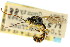  ( - CNCHYM 04555)  @11 [ ] CreativeCommons - Attribution (2011) CNC/CBG Photography Group Centre for Biodiversity Genomics