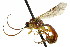  (Exyston illinois - CNCHYM 04556)  @15 [ ] CreativeCommons - Attribution (2011) CNC/CBG Photography Group Centre for Biodiversity Genomics