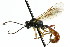  ( - CNCHYM 04557)  @13 [ ] CreativeCommons - Attribution (2011) CNC/CBG Photography Group Centre for Biodiversity Genomics