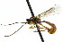  ( - CNCHYM 04558)  @11 [ ] CreativeCommons - Attribution (2011) CNC/CBG Photography Group Centre for Biodiversity Genomics
