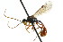  (Exyston lophotos - CNCHYM 04560)  @11 [ ] CreativeCommons - Attribution (2011) CNC/CBG Photography Group Centre for Biodiversity Genomics