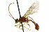  (Exyston maculosus - CNCHYM 04563)  @11 [ ] CreativeCommons - Attribution (2011) CNC/CBG Photography Group Centre for Biodiversity Genomics