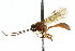  ( - CNCHYM 04565)  @11 [ ] CreativeCommons - Attribution (2011) CNC/CBG Photography Group Centre for Biodiversity Genomics