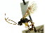  ( - CNCHYM 04570)  @11 [ ] CreativeCommons - Attribution (2011) CNC/CBG Photography Group Centre for Biodiversity Genomics