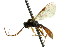  ( - CNCHYM 04574)  @11 [ ] CreativeCommons - Attribution (2011) CNC/CBG Photography Group Centre for Biodiversity Genomics