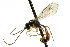  ( - CNCHYM 04579)  @11 [ ] CreativeCommons - Attribution (2011) CNC/CBG Photography Group Centre for Biodiversity Genomics
