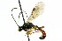  (Exyston speciosus - CNCHYM 04581)  @11 [ ] CreativeCommons - Attribution (2011) CNC/CBG Photography Group Centre for Biodiversity Genomics