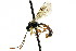  ( - CNCHYM 04582)  @11 [ ] CreativeCommons - Attribution (2011) CNC/CBG Photography Group Centre for Biodiversity Genomics