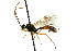  ( - CNCHYM 04587)  @11 [ ] CreativeCommons - Attribution (2011) CNC/CBG Photography Group Centre for Biodiversity Genomics