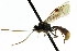  ( - CNCHYM 04592)  @11 [ ] CreativeCommons - Attribution (2011) CNC/CBG Photography Group Centre for Biodiversity Genomics