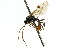  ( - CNCHYM 04594)  @11 [ ] CreativeCommons - Attribution (2011) CNC/CBG Photography Group Centre for Biodiversity Genomics