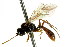  ( - CNCHYM 04595)  @11 [ ] CreativeCommons - Attribution (2011) CNC/CBG Photography Group Centre for Biodiversity Genomics