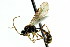  (Exyston variatus - CNCHYM 04600)  @11 [ ] CreativeCommons - Attribution (2011) CNC/CBG Photography Group Centre for Biodiversity Genomics