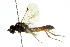  ( - CNCHYM 04602)  @11 [ ] CreativeCommons - Attribution (2011) CNC/CBG Photography Group Centre for Biodiversity Genomics