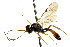  ( - CNCHYM 04605)  @11 [ ] CreativeCommons - Attribution (2011) CNC/CBG Photography Group Centre for Biodiversity Genomics