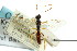  ( - CNCHYM 04608)  @11 [ ] CreativeCommons - Attribution (2011) CNC/CBG Photography Group Centre for Biodiversity Genomics