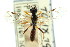  ( - CNCHYM 04609)  @11 [ ] CreativeCommons - Attribution (2011) CNC/CBG Photography Group Centre for Biodiversity Genomics