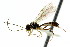  (Kristotomus santoshae - CNCHYM 04614)  @11 [ ] CreativeCommons - Attribution (2011) CNC/CBG Photography Group Centre for Biodiversity Genomics