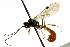  (Kristotomus tenuis - CNCHYM 04615)  @11 [ ] CreativeCommons - Attribution (2011) CNC/CBG Photography Group Centre for Biodiversity Genomics