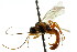  (Scapnetes ornatus - CNCHYM 04637)  @11 [ ] CreativeCommons - Attribution (2011) CNC/CBG Photography Group Centre for Biodiversity Genomics