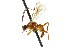  ( - CNCHYM 04639)  @13 [ ] CreativeCommons - Attribution (2011) CNC/CBG Photography Group Centre for Biodiversity Genomics
