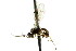 ( - CNCHYM 04675)  @11 [ ] CreativeCommons - Attribution (2011) CNC/CBG Photography Group Centre for Biodiversity Genomics