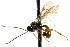  ( - CNCHYM 04678)  @11 [ ] CreativeCommons - Attribution (2011) CNC/CBG Photography Group Centre for Biodiversity Genomics