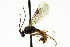  ( - CNCHYM 04679)  @11 [ ] CreativeCommons - Attribution (2011) CNC/CBG Photography Group Centre for Biodiversity Genomics
