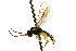  ( - CNCHYM 04680)  @11 [ ] CreativeCommons - Attribution (2011) CNC/CBG Photography Group Centre for Biodiversity Genomics
