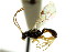  ( - CNCHYM 04682)  @11 [ ] CreativeCommons - Attribution (2011) CNC/CBG Photography Group Centre for Biodiversity Genomics
