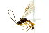  ( - CNCHYM 04730)  @11 [ ] CreativeCommons - Attribution (2011) CNC/CBG Photography Group Centre for Biodiversity Genomics