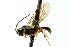  ( - CNCHYM 04731)  @11 [ ] CreativeCommons - Attribution (2011) CNC/CBG Photography Group Centre for Biodiversity Genomics