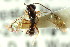  ( - CNCHYM 04733)  @11 [ ] CreativeCommons - Attribution (2011) CNC/CBG Photography Group Centre for Biodiversity Genomics
