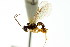  ( - CNCHYM 04734)  @11 [ ] CreativeCommons - Attribution (2011) CNC/CBG Photography Group Centre for Biodiversity Genomics