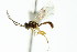  ( - CNCHYM 04735)  @11 [ ] CreativeCommons - Attribution (2011) CNC/CBG Photography Group Centre for Biodiversity Genomics