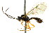  ( - CNCHYM 04738)  @11 [ ] CreativeCommons - Attribution (2011) CNC/CBG Photography Group Centre for Biodiversity Genomics
