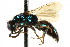  ( - CNCHYM 05107)  @11 [ ] CreativeCommons - Attribution (2011) CNC/CBG Photography Group Centre for Biodiversity Genomics