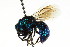  ( - CNCHYM 05108)  @11 [ ] CreativeCommons - Attribution (2011) CNC/CBG Photography Group Centre for Biodiversity Genomics