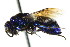  ( - CNCHYM 05110)  @11 [ ] CreativeCommons - Attribution (2011) CNC/CBG Photography Group Centre for Biodiversity Genomics