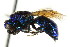  ( - CNCHYM 05111)  @11 [ ] CreativeCommons - Attribution (2011) CNC/CBG Photography Group Centre for Biodiversity Genomics