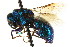  (Ceratochrysis kansensis - CNCHYM 05112)  @11 [ ] CreativeCommons - Attribution (2011) CNC/CBG Photography Group Centre for Biodiversity Genomics