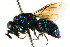  ( - CNCHYM 05113)  @11 [ ] CreativeCommons - Attribution (2011) CNC/CBG Photography Group Centre for Biodiversity Genomics