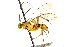  (Phytodietus pitambari - CNCHYM 06096)  @11 [ ] CreativeCommons - Attribution (2011) CNC/CBG Photography Group Centre for Biodiversity Genomics