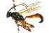  (Phaeogenes hebrus - CNCHYM 06138)  @11 [ ] CreativeCommons - Attribution (2011) CNC/CBG Photography Group Centre for Biodiversity Genomics