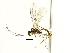  ( - CNCHYM 04031)  @11 [ ] CreativeCommons - Attribution (2011) CNC/CBG Photography Group Centre for Biodiversity Genomics