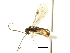  ( - CNCHYM 04057)  @13 [ ] CreativeCommons - Attribution (2011) CNC/CBG Photography Group Centre for Biodiversity Genomics
