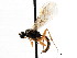  ( - CNCHYM 04100)  @11 [ ] CreativeCommons - Attribution (2011) CNC/CBG Photography Group Centre for Biodiversity Genomics